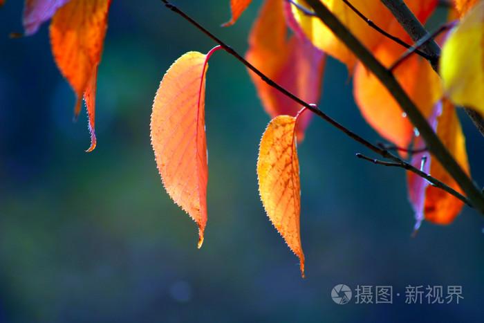免费中文字幕一级黄片,国产自国产自愉自愉免费24区,a在线观看无码电影